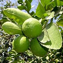 フレーバーグリーン1本、ライムクワット1本 フレーバーグリーン1本、ライムクワット1本 フレーバーグリーン1